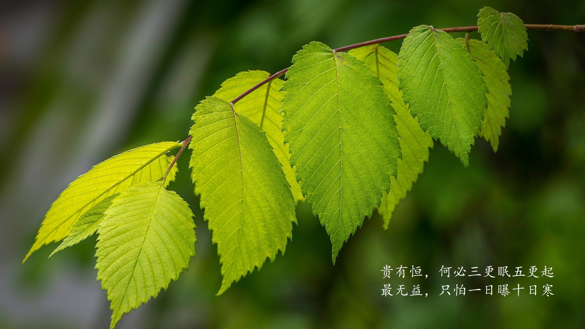 迈阿密国际中场核心伤愈复出，助力球队冲击冠军，国际迈阿密队球员