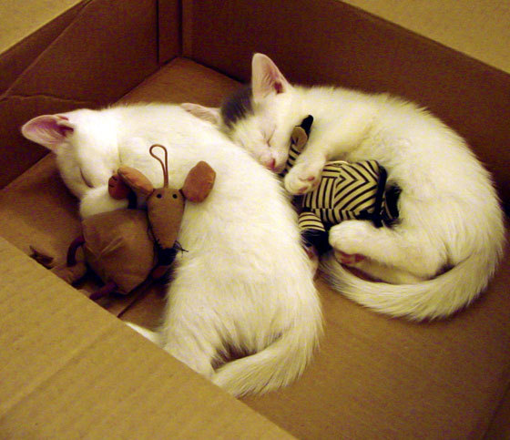 乐鱼电竞-PSG球队氛围调整成未来关键，psg是哪支球队