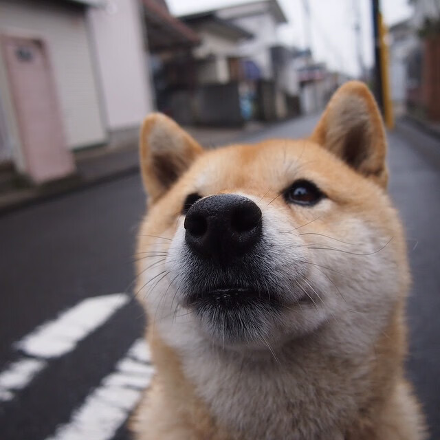 切拉苏奥洛50蛙决赛抢眼表现获赞，切拉瓦洛
