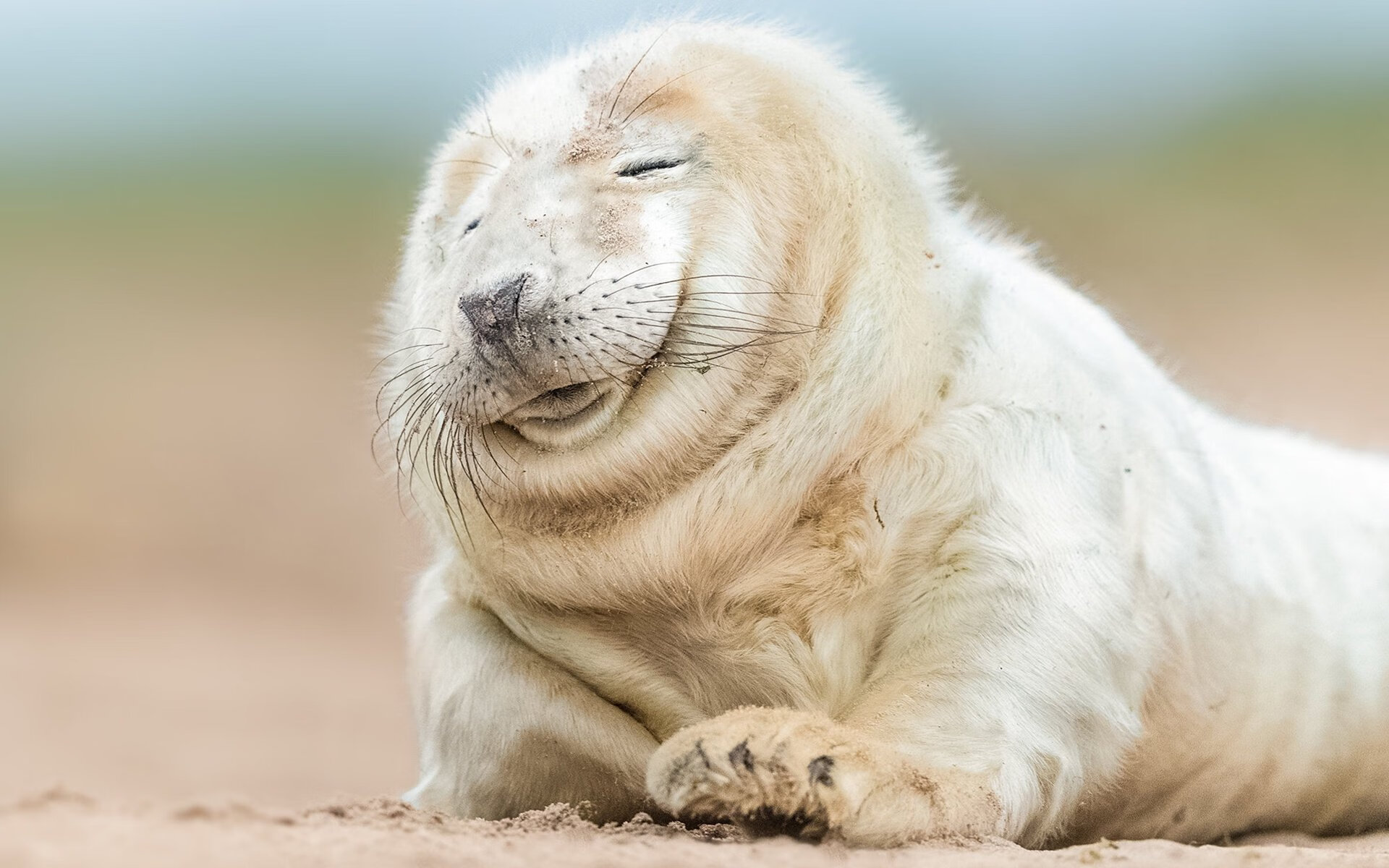 西甲金靴争夺进入白热化，2021西甲金靴是谁