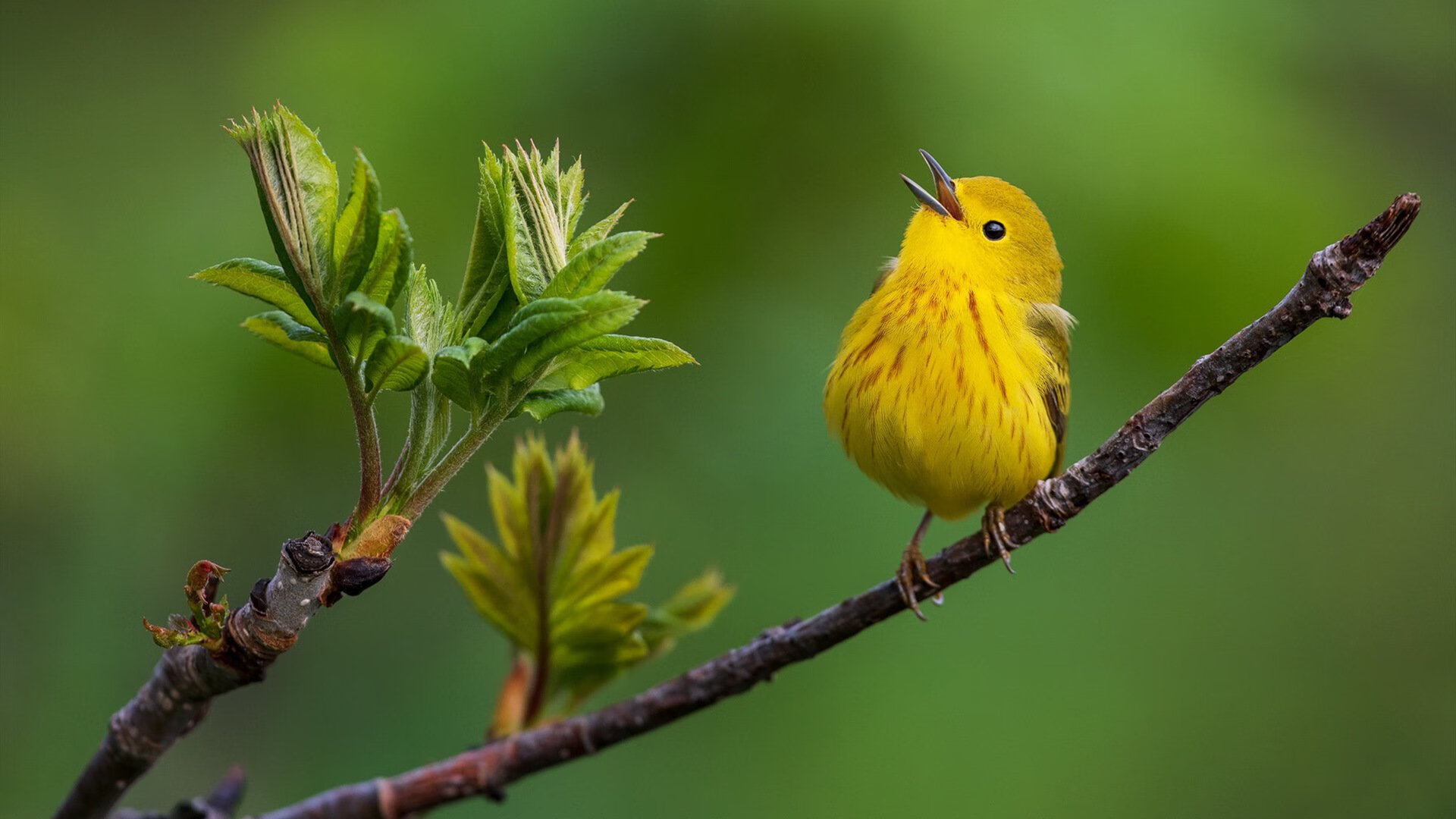 leyu乐鱼官网登录入口-鹈鹕教练强调体能是赛季基础，nba鹈鹕队教练
